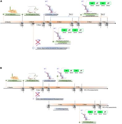 Optogenetic stimulation in the medial prefrontal cortex modulates stimulus valence from rewarding and aversive to neutral states